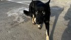 В российском регионе начали усыплять бездомных собак