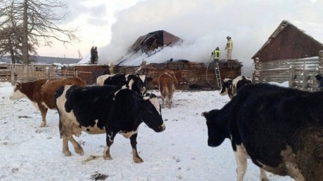 Пожарные вывели из горящего коровника 33 животных