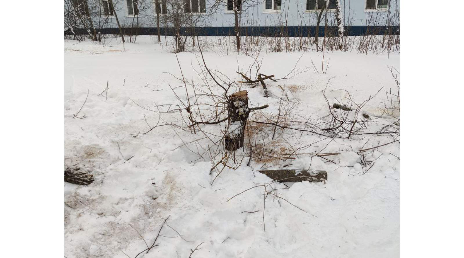 На Западной Поляне вырубают деревья и кустарник