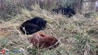 В Пензе защитникам бродячих животных выделят 9 млн рублей