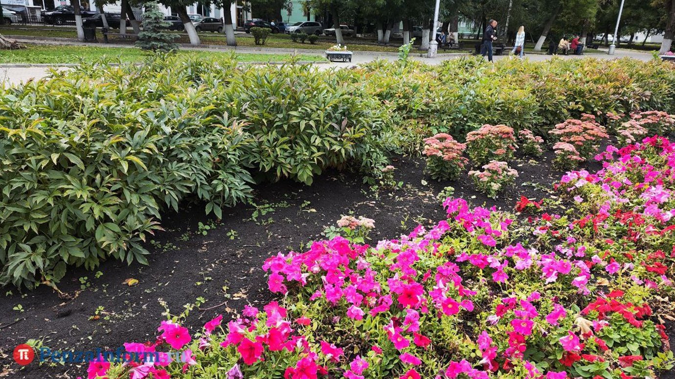 В Пензе готовятся потратить 7,3 млн рублей на рассаду цветов
