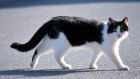 РЖД изменит правила перевозки животных после инцидента с котом Твиксом
