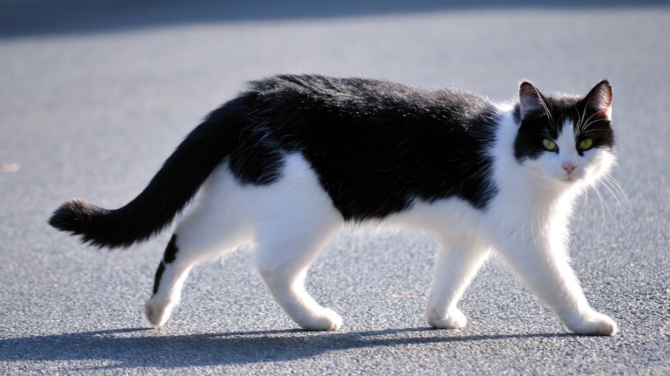 РЖД изменит правила перевозки животных после инцидента с котом Твиксом