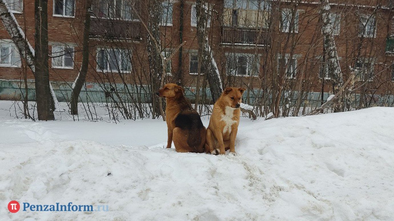 В Пензенском районе участились нападения собак на прохожих