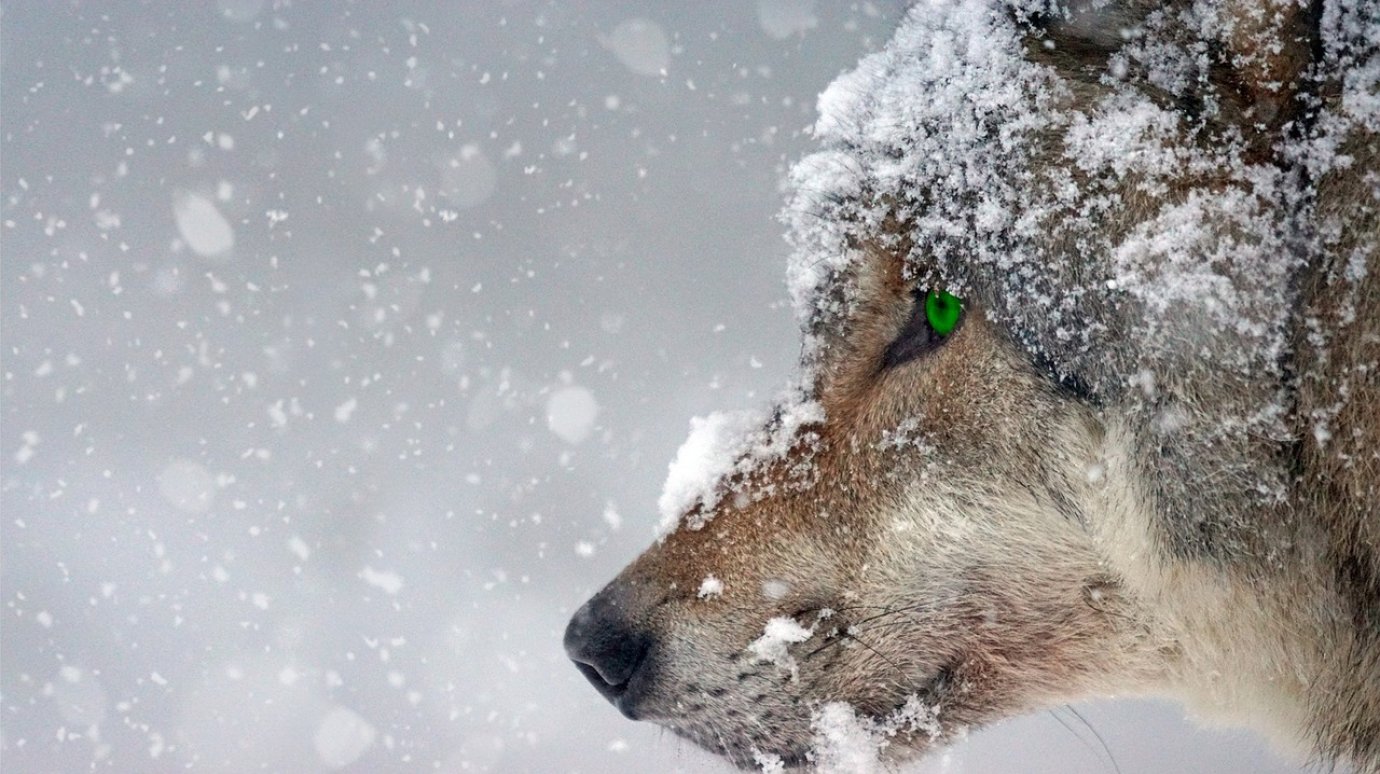 Волки, напавшие на людей в России, заражены зомби-вирусом, считают местные жители. Что это такое и чем он опасен?