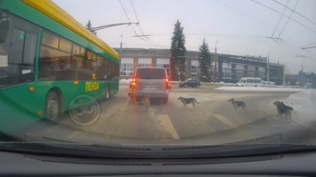 В Пензе стая собак на оживленной дороге удивила водителей