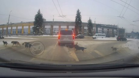 В Пензе стая собак на оживленной дороге удивила водителей