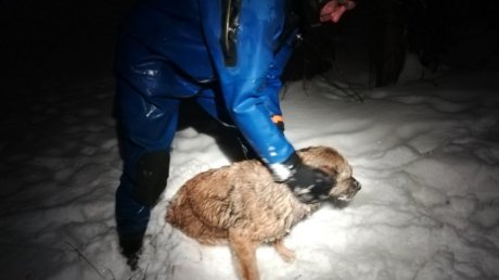 В Пензе спасатель вытащил тонущую собаку из полыньи