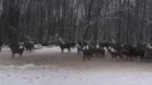 Водителей поразил размер стада косуль в Сердобском районе