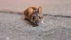 В Пензенской области усилят борьбу с мышиной лихорадкой