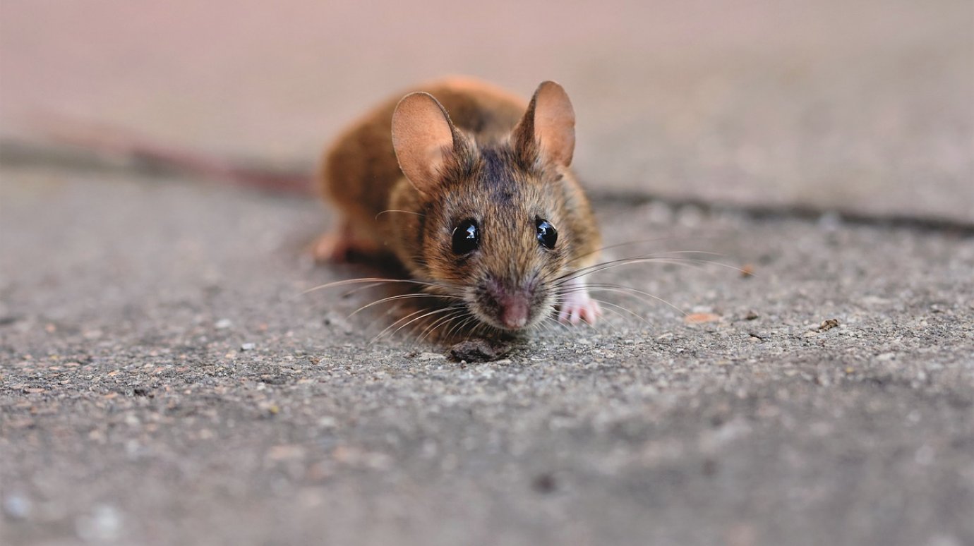 В Пензенской области усилят борьбу с мышиной лихорадкой