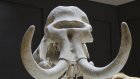 История Пензы: Сельчанин построил сарай из костей древнего мамонта