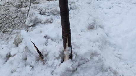 В Пензе покалечили молодые деревья на улице Кирова