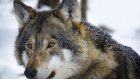 Ученые раскрыли неожиданное свойство в геноме чернобыльских волков