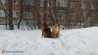 Глава Кузнецка рассказал, что нужно для избавления от бродячих собак
