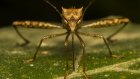У 17-летней россиянки после укуса комара в глазу вырос 12-сантиметровый червь