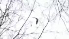 В Белинском районе обнаружено гнездо орлана-белохвоста