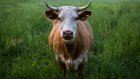 24 февраля - Власьев день, или Коровий праздник