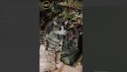 Живущему с военнослужащими на передовой коту подарили бронежилет