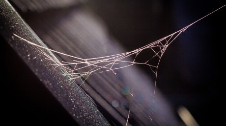 Самый опасный паук Великобритании укусил девочку и лишил ее возможности ходить