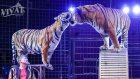 Пензенцам впервые представят шоу «Бенгальские тигры»