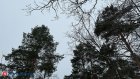 Россия потеряет хвойные леса из-за глобальной проблемы