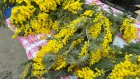 В Пензе открылись цветочные ярмарки: горожане изучили цены