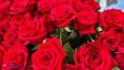 Россиянам назвали способ вырастить розу из подарочного букета
