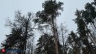 В Пензе устанавливают причину смерти мужчины в Арбековском лесу