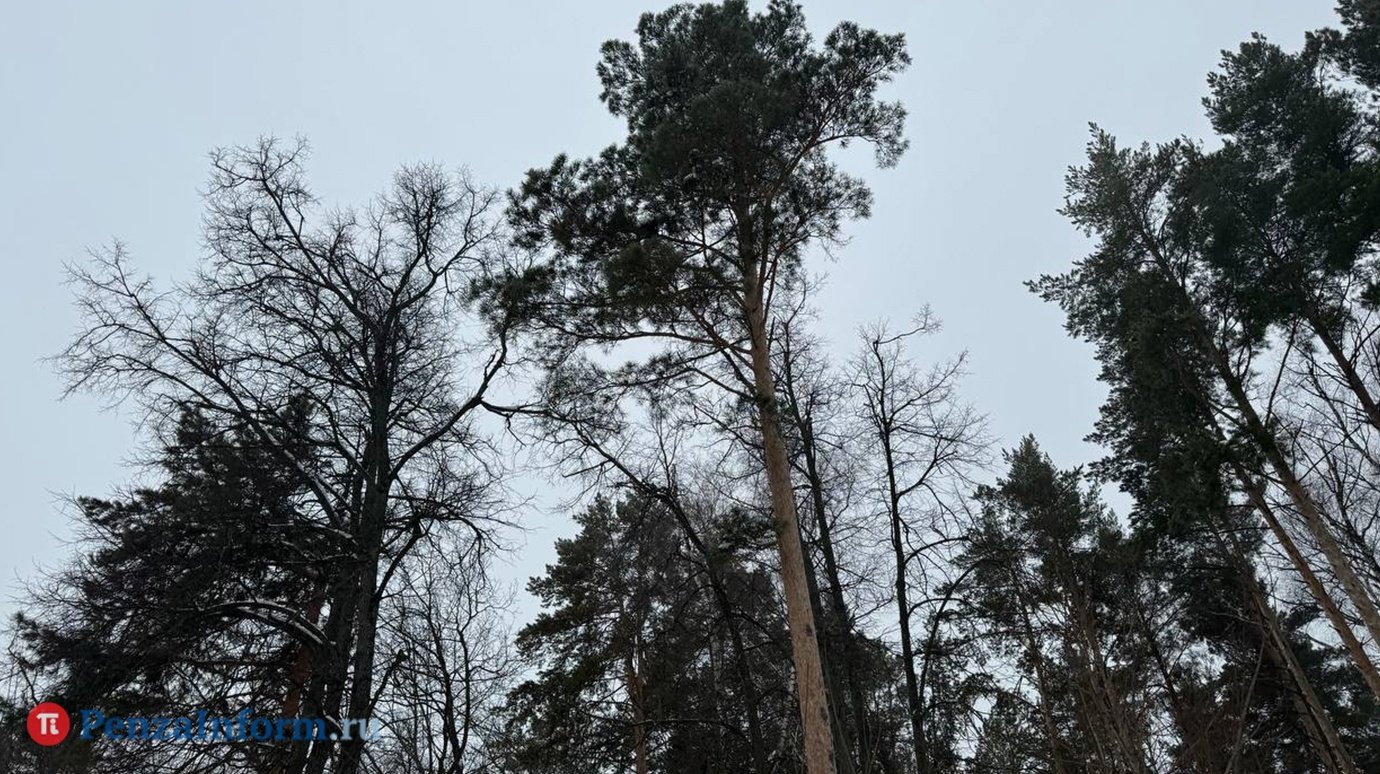 В Пензе устанавливают причину смерти мужчины в Арбековском лесу