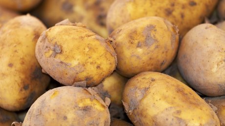 Любовь и картошка: супруги из Бековского района вместе и овощи выращивают, и песни поют