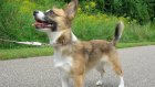 В Кузнецке владельцам собак предложат присылать фото питомцев