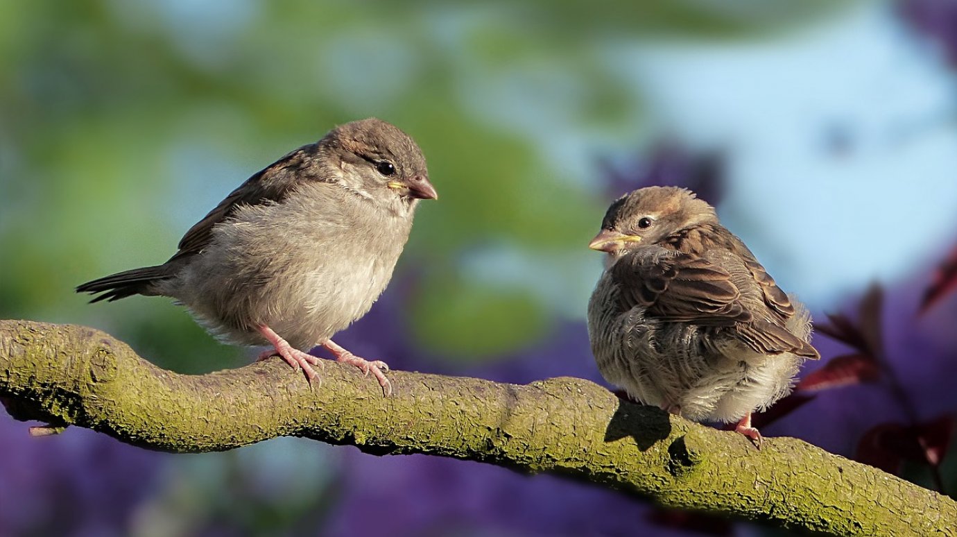 1 апреля отпразднуем День птиц и рассмешим домового