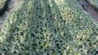 В Пензе готовятся высадить почти 300 тысяч цветов