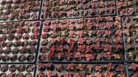 В Пензе готовятся высадить почти 300 тысяч цветов