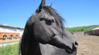 В Оренбурге спасли лошадей из затопленного конного клуба