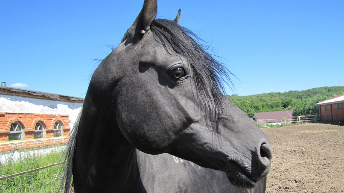 В Оренбурге спасли лошадей из затопленного конного клуба