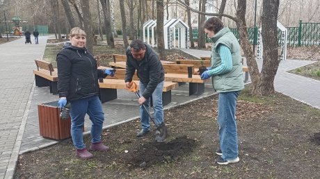 Сердобские активисты высадили кедры в городском парке