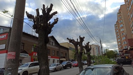 На улице Чкалова в Пензе деревья превратили в обрубки
