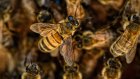 Для борьбы с гибелью пчел с 1 сентября введут новое требование