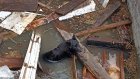 В Пензе спасли собаку, упавшую в яму с водой