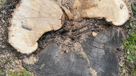 Пензенец сообщил об уничтожении деревьев на набережной Суры