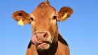 В Наровчатском районе депутат купил несуществующих коров
