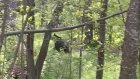 В Никольском районе работник охотугодья встретился с медведем
