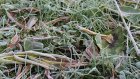 В Пензенской области снова прогнозируются заморозки