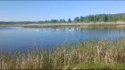 На озеро в Камешкирско-Лопатинском лесничестве прилетели 11 лебедей