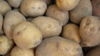 В Пензенской области преступников исправляют посадкой картофеля