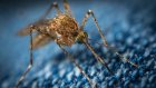 Инфекционист назвал признаки опасных комариных укусов