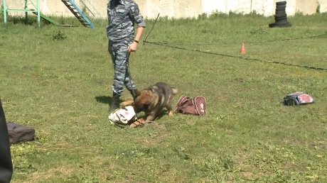 Полицейские показали школьникам, как работают служебные собаки