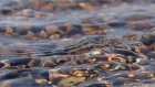 В Кузнецке вода в реке Труев опасна для купальщиков